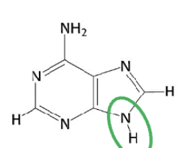 <p>Welk molecuul + variant van welk soort molecuul?</p>