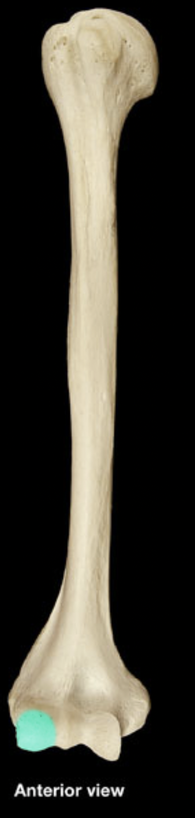 <p>humerus</p>