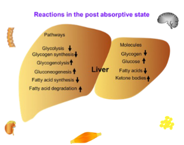 <p>Several hours after the last meal</p><p></p><p>• blood glucose falls insulin levels fall and glucagon levels rise• phosphorylase a activity increases as does glycogen breakdown• drop in insulin reduces glucose uptake by muscle and adipose tissue</p>