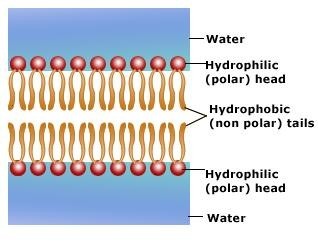 the head of a phospholipid molecule that is attracted to water
