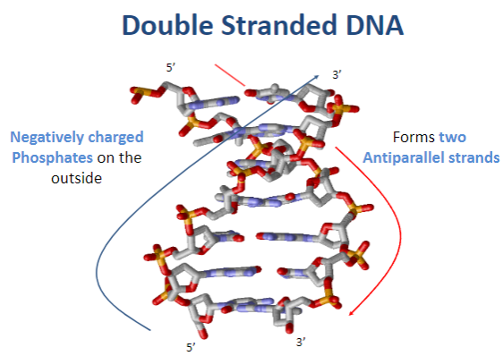 <p>DNA is negatively charged due to the phosphates on the outside of the double helix.</p>