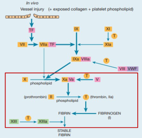 <p>1)When FVII in plasma come in contact to form TF-Vlla</p><p>2)TF-Vlla complex activates X and IX</p><p>3)<span class="tt-bg-yellow">Convert soluble fibrinogen into</span> a meshwork of <span class="tt-bg-yellow">insoluble fibrin</span></p><p></p><p>+Tightly regulated; orchestration of coagulation factors, cofactors and inhibitors leads to controlled formation of thrombin then fibrin formation</p>