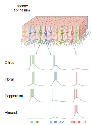 <p><strong>Olfactory receptor cells</strong> express a <strong>single olfactory receptor protein</strong>, but each cell can respond to different odours with varying preferences.</p><p>The <strong>brain distinguishes smells</strong> (e.g., citrus) through the <strong>combination of responses</strong> from multiple receptor cells.</p><p>Humans can discriminate at least <strong>one trillion different combinations</strong> of odour stimuli.</p><p>When presented with a <strong>citrus smell</strong>, none of the individual receptor cells can distinguish it from other odours on their own.</p>