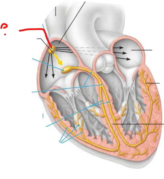 <p>what is this?</p><p>what is it considered?</p><p>what does it do?</p>