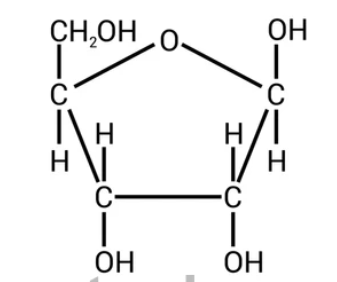 <p>Ribose</p>