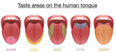 <p>-Teeth begin the physical breakdown of food</p><p>-Salivary glands begin chemical breakdown of food</p><p>-Cheeks and lips hold food in mouth</p><p>-Taste buds detect flavor</p><p>-Tongue mixes food, saliva, and mucus</p><p>-A bolus is prepared for swallowing</p>