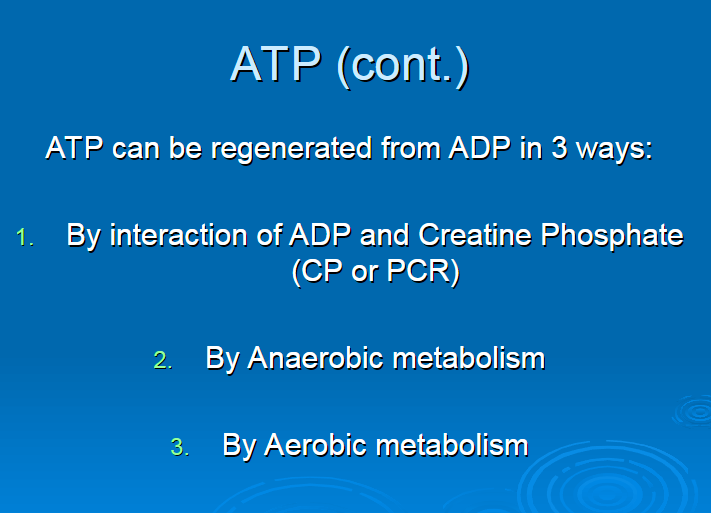 <p>ATP-PCR system</p><p>Anaerobic metabolism</p><p>Aerobic Metabolism </p>