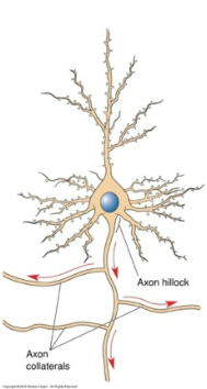 <p><strong>Axon Hillock</strong>: Tapers away from the soma to form the initial segment of the axon.</p><p><strong>Axon 'Proper'</strong>: The main portion of the axon, which can branch to form axon collaterals and recurrent collaterals.</p><p><strong>Axon Terminal</strong>: The site where the axon comes into contact with other neurons at a synapse.</p>