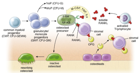 <p><strong>Osteoclast precursors</strong> express the <strong>RANK receptor molecule</strong>.</p><p>The <strong>RANK receptor</strong> interacts with <strong>RANK ligand (RANKL)</strong>, found on stromal cell surfaces or activated <strong>T lymphocytes</strong> during inflammation.</p><p>The RANK-RANKL pathway is blocked by <strong>osteoprotegerin (OPG)</strong>, which is produced by <strong>osteoblasts</strong>.</p><p>The <strong>OPG/RANKL system</strong> mediates bone resorption and remodeling, balancing osteoclast activity.</p><p><strong>Little osteoclast activity</strong> occurs when new bone is being made, due to increased <strong>OPG</strong> production.</p><p>OPG acts as a regulator, preventing excessive bone resorption.</p>