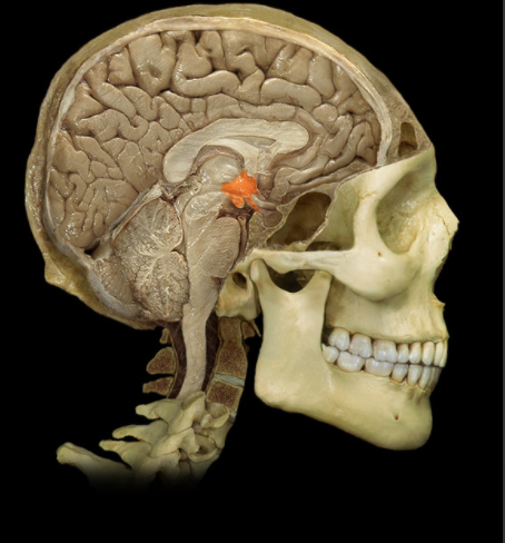 <p>Where is the Hypothalamus located?</p>