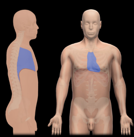 <p>Where is the Mediastinum located?</p>