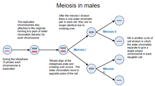 <p>Each chromosome is duplicated, forming two pairs of sister chromatids (tetrads) for each chromosome.</p>