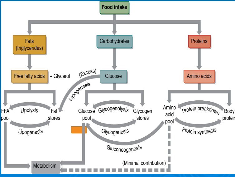 <p>lipolysis </p>