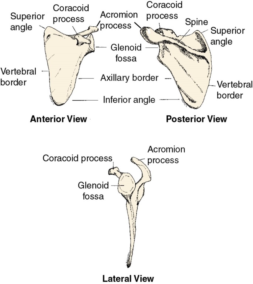 <p>Bony landmarks of the scapula : superior angle</p>