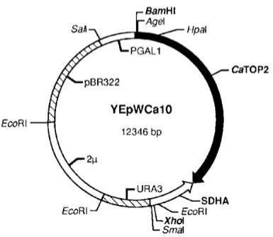 <p>Restriction maps are diagrams that show the locations of restriction enzyme sites within a DNA molecule.</p><p>They provide a crude way of mapping an unknown molecule and are particularly useful for describing plasmids.</p>