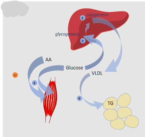 <p>☘Stimulates liver glycogenesis.</p><p>☘Stimulates liver lipogenesis.</p><p>☘Promotes glucose uptake in muscle and adipose tissue.</p>
