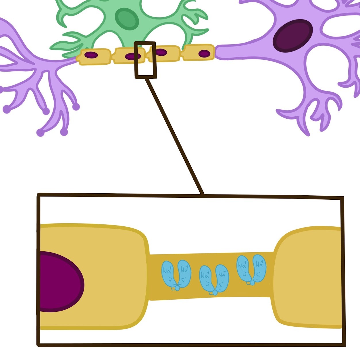 <p>Nodes of Ranvier (gaps between myelin sheath)</p>