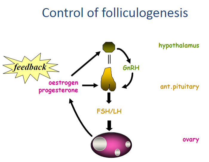 <p><strong>Hypothalamus</strong> secretes <strong>GnRH</strong> (Gonadotropin-Releasing Hormone).</p><p><strong>GnRH</strong> stimulates the <strong>anterior pituitary</strong> to release <strong>FSH</strong> (Follicle-Stimulating Hormone) and <strong>LH</strong> (Luteinizing Hormone).</p><p><strong>FSH</strong> and <strong>LH</strong> act on the <strong>ovary</strong>, promoting follicle growth and hormone production.</p><p><strong>Estrogen</strong> and <strong>progesterone</strong> are produced by the ovaries, especially as the follicle develops.</p><p>The production of <strong>estrogen</strong> and <strong>progesterone</strong> provides <strong>feedback</strong> to regulate the secretion of <strong>GnRH</strong>, <strong>FSH</strong>, and <strong>LH</strong> to maintain balance in folliculogenesis.</p>