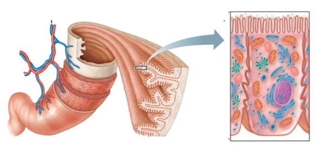 <p>Fcn to increase surface area of cell (to absorb more nutrients), they are small projections of cell membrane (best seen on kidneys and small intestine)</p>