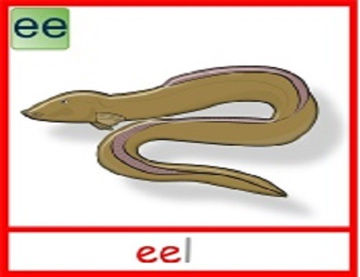 eel