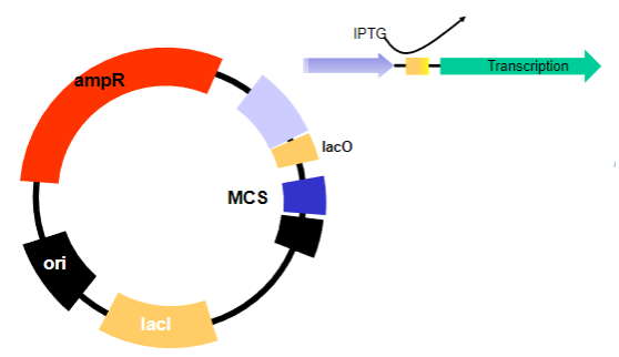 <p>By the addition of a lactose mimic called IPTG.</p>