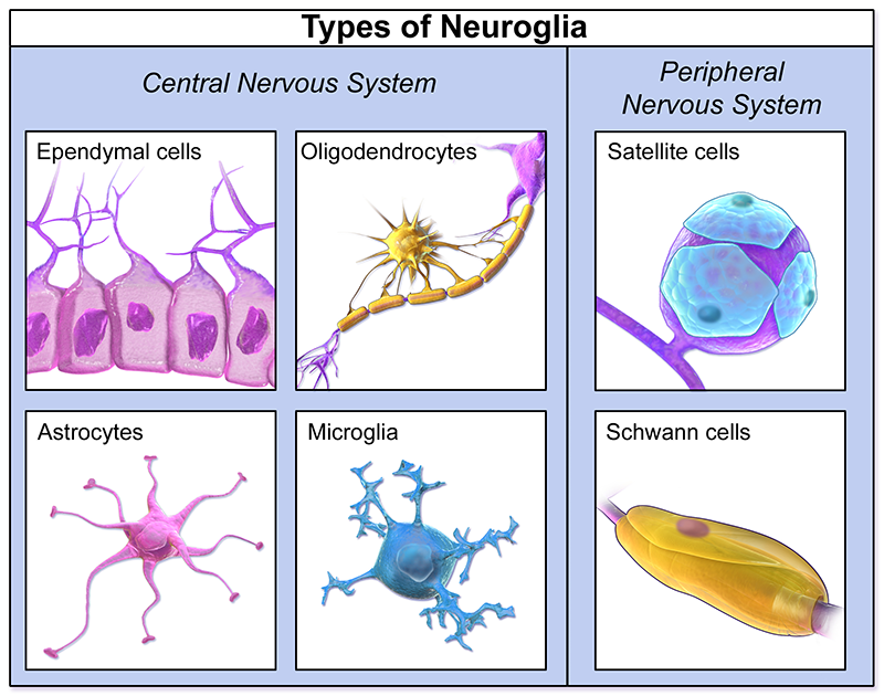 <p>It is made up of <span class="tt-bg-blue">astrocytes, oligodendrocytes, ependymal cells and microglia</span> in the CNS, and Schwann cells and satellite cells in the PNS (peripheral nervous system)</p>