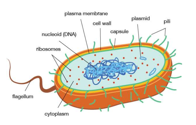 <p>What kind of cell is this?</p>