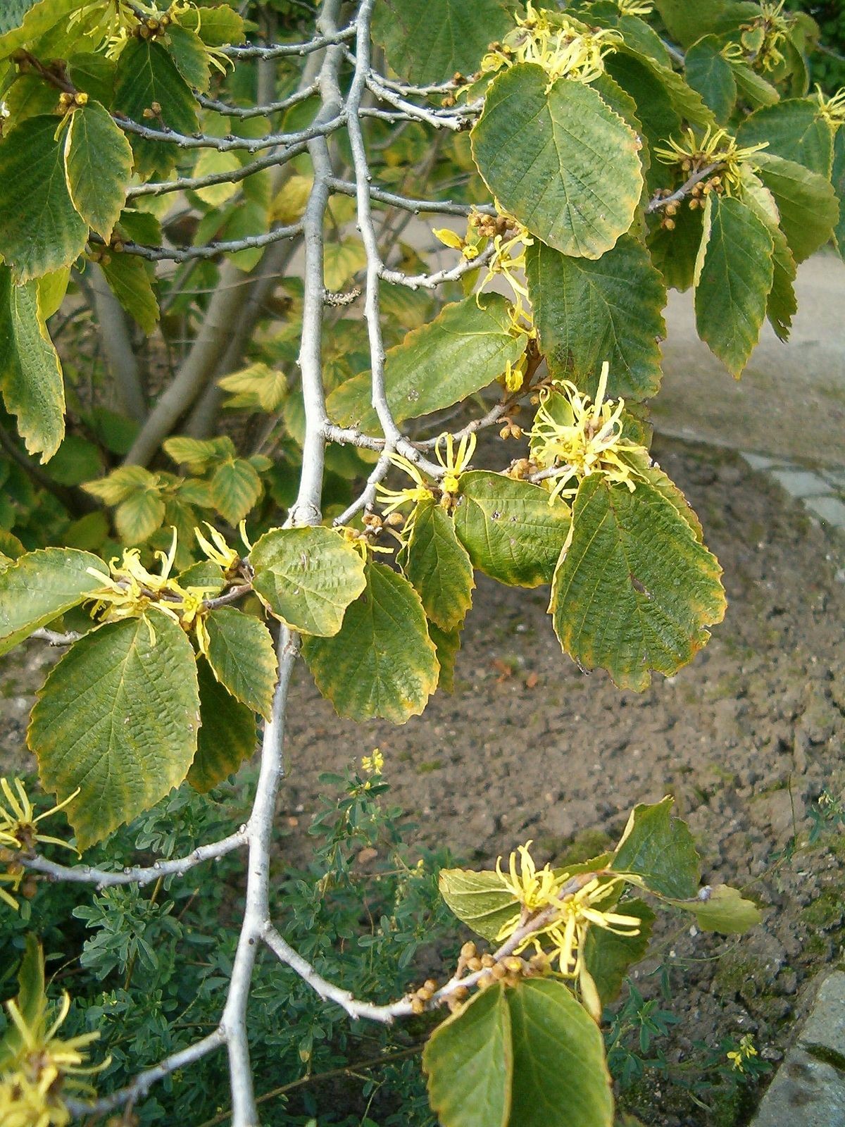 <p>Witch-Hazel</p>