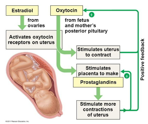 <p><strong>Estradiol</strong> (from ovaries) activates oxytocin receptors on the uterus</p><p><strong>Oxytocin</strong> (from fetus and mother's posterior pituitary) stimulates the uterus to contract</p><p>Oxytocin also stimulates the placenta to produce prostaglandins</p><p>Positive feedback occurs, stimulating more contractions in the uterus</p><p>This cycle continues to amplify until labour is completed</p>