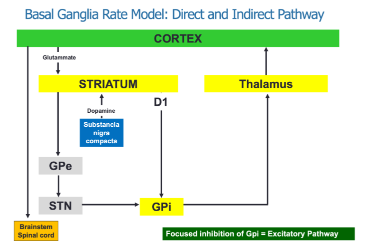 <p>The direct pathway promotes movement through focused inhibition of the GPi (Globus Pallidus internal).</p><p>The indirect pathway inhibits movement by involving multiple structures, including the GPe (Globulus Pallidus external) and STN (Subthalamic nucleus).</p><p>Both pathways interact to regulate movement via thalamic output to the cortex.</p>