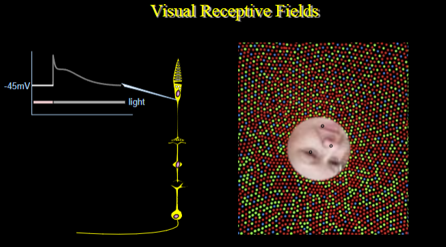 <p><strong>Sensitivity to change:</strong> Visual cells, particularly those in the retina and visual cortex, are designed to respond to changes in the visual scene, such as movement, brightness, or contrast.</p><p><strong>Receptive fields:</strong> These cells have receptive fields that are sensitive to specific areas of the visual field and react to variations in stimuli within these areas.</p>