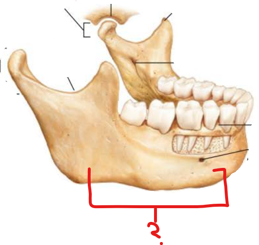 <p>Mandible Body</p>