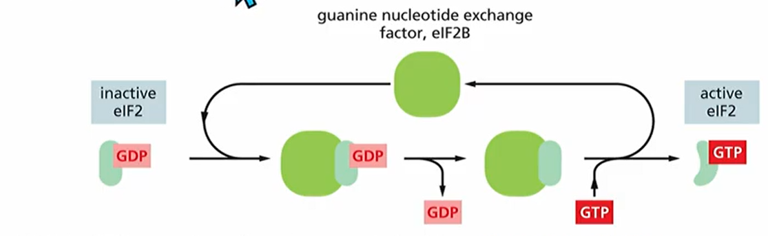 <p>It forms a complex with GTP and recruits initiator tRNA to small ribosomal subunit. It then binds to 5' end and searches for start codon. When it finds start codon GTP gets hydrolyzed to GTP and causes conformational change in eIF2. Causing eIF2 bound with GDP to be released now there's no GTP for translation to work. Reactivation requires eIF2B which is guanine exchange factor (GEF). Meaning it changes GDP for GTP this is regulated by phosphorylation. Basically if eIF2 is phosphorylated and eIF2B comes, it just doesn't work.</p>