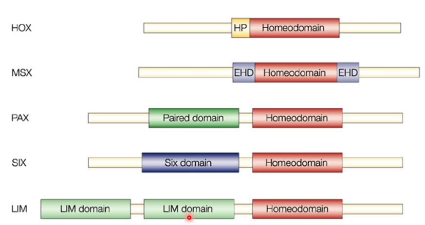 <p><strong>Homeodomains</strong></p><p></p><p>-Play a crucial role in the regulation of gene expression by binding to specific DNA sequences and influencing the transcription of target genes</p><p>-Also used in other related transcription factors</p>