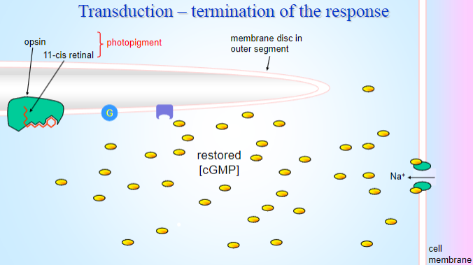 <p>Opsin: The light-activated protein that initiates the biochemical cascade by changing its conformation.</p><p>Membrane disc in outer segment: The location where photopigments are found, and where light is absorbed to activate opsin.</p><p>Cell membrane: Houses the opsin and ion channels, which are essential for the transduction process.</p><p>Trans retinal: The product formed when retinal undergoes a conformational change upon light absorption, activating opsin.</p><p>Activated photopigment: The opsin-retinal complex that, when activated by light, initiates the cascade.</p><p>Fall in [cGMP]: Light activation causes a reduction in cyclic GMP levels, leading to ion channel closure.</p><p>G-protein (G): The G-protein activated by the photopigment that triggers further signaling events, including the activation of phosphodiesterase.</p>