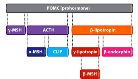 <p>ACTH is synthesized from pro-opiomelanocortin (POMC) prohormone.</p>