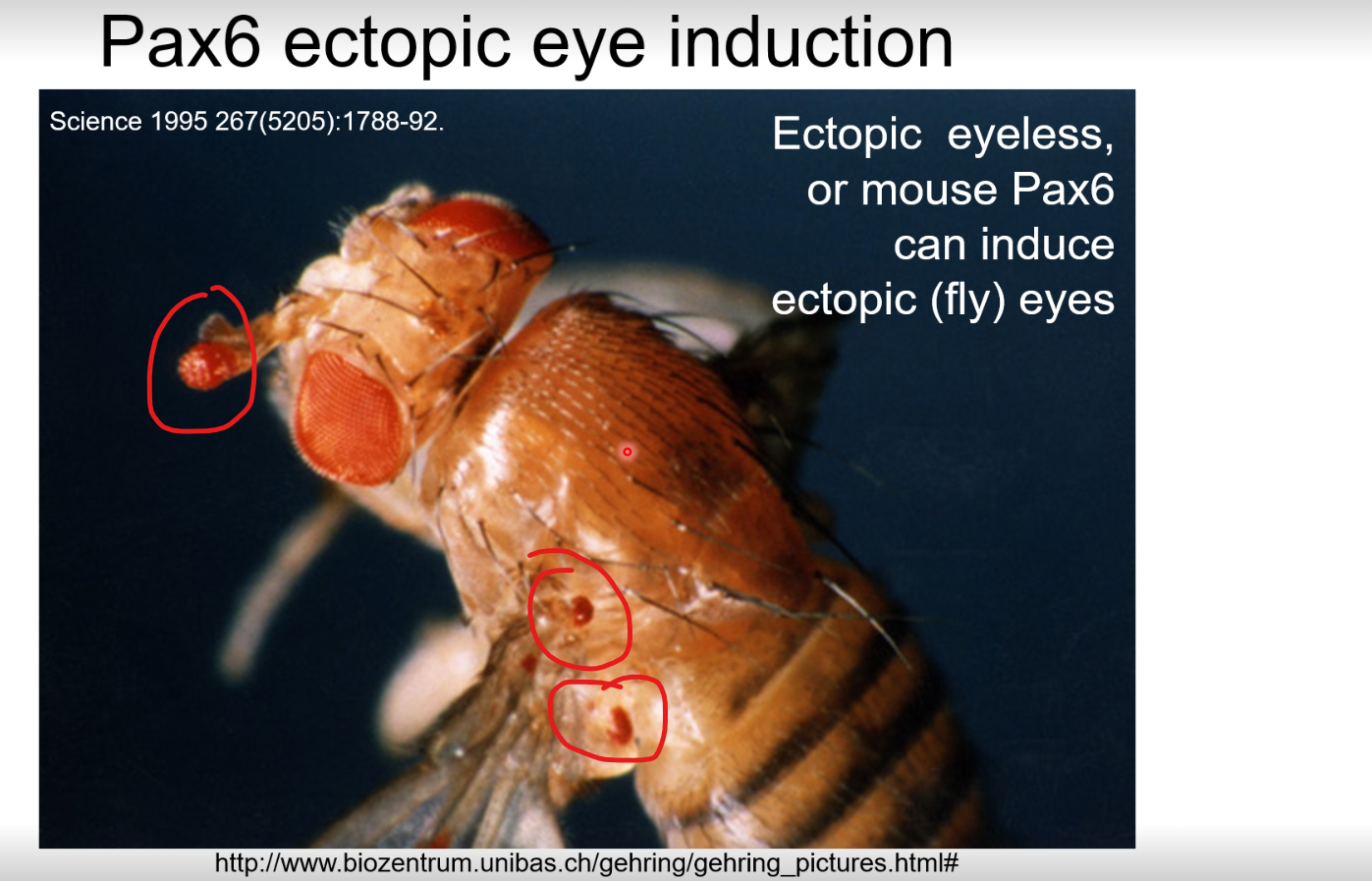 <p>Ectopic eyes</p>