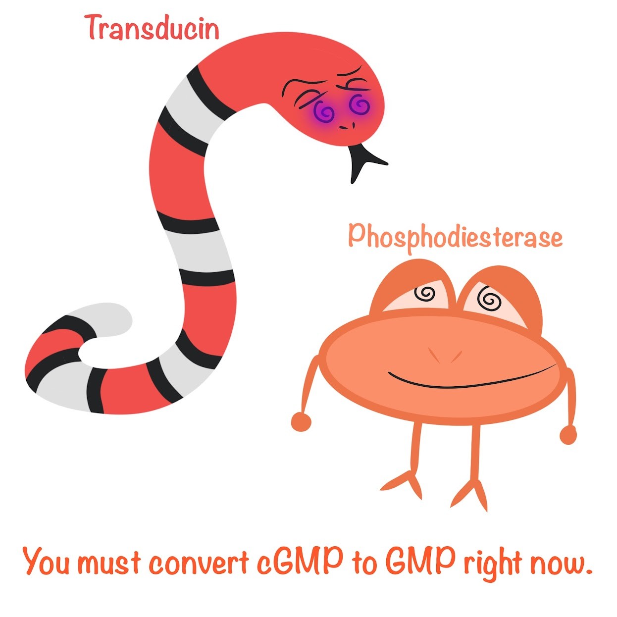 <p>Phosphodiesterase</p>