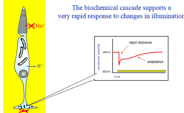 <p><strong>Decreased illumination</strong>:</p><p>cGMP levels increase.</p><p>Sodium channels reopen, leading to depolarization of the photoreceptor cell.</p><p>This results in a weaker signal being sent to the bipolar cells, signaling reduced light.</p><p><strong>Increased illumination</strong>:</p><p>Light activates rhodopsin, which stimulates a G-protein (transducin).</p><p>This leads to a cascade that decreases cGMP levels.</p><p>Sodium channels close, causing hyperpolarization and a signal indicating increased light intensity.</p><p><strong>Rapid adaptation</strong>:</p><p>Photoreceptors adjust their sensitivity through calcium ion regulation, enabling them to respond to both bright and dim light with minimal delay.</p>