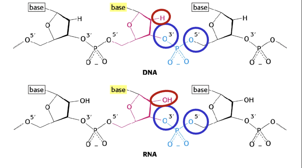 <p>Ter info: vgl met DNA erboven</p>