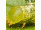 <p>inchworm</p>