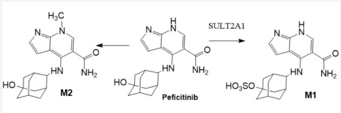 <p>M2 is catalyzed by: </p>