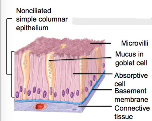 <p>Microvilli at the surface and goblet cells to make mucus.</p>