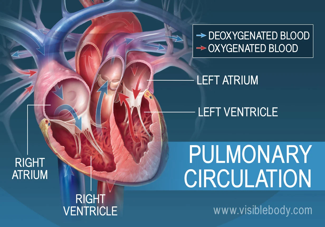 <p>Is responsible for carrying blood between the heart and the lungs</p>