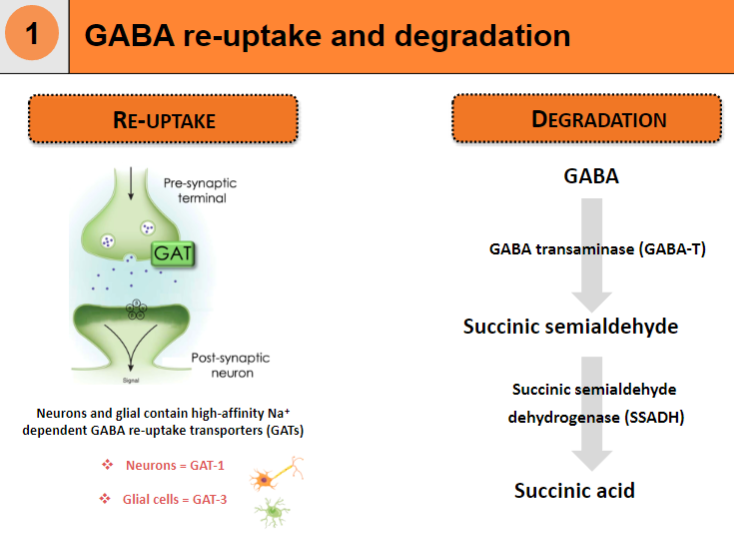 <p>The first step in GABA degradation is the conversion of GABA into Succinic semialdehyde by the enzyme GABA transaminase (GABA-T).</p>