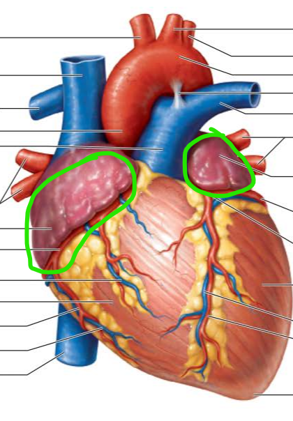 <p>name the external structure </p>