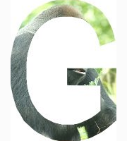 <p>gorilla</p>