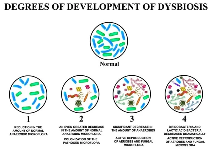 <p>Changes or alterations in microbiota (dysbiosis) are associated with various diseases</p>