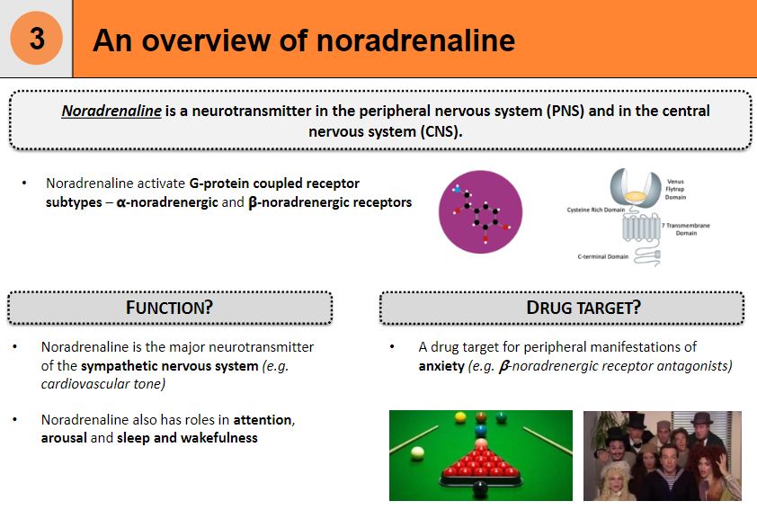 <p><strong>Noradrenaline</strong> is the major neurotransmitter of the <strong>sympathetic nervous system</strong>, influencing <strong>cardiovascular tone</strong>.</p><p>It also plays a role in <strong>attention</strong>, <strong>arousal</strong>, and <strong>sleep-wake cycles</strong>.</p><p><strong>Noradrenaline</strong> activates <strong>G-protein coupled receptor subtypes</strong>, including <strong>α- and β-noradrenergic receptors</strong>.</p><p>As a <strong>drug target</strong>, <strong>α-noradrenergic receptor antagonists</strong> can be used to treat the <strong>peripheral manifestations of anxiety</strong>.</p>