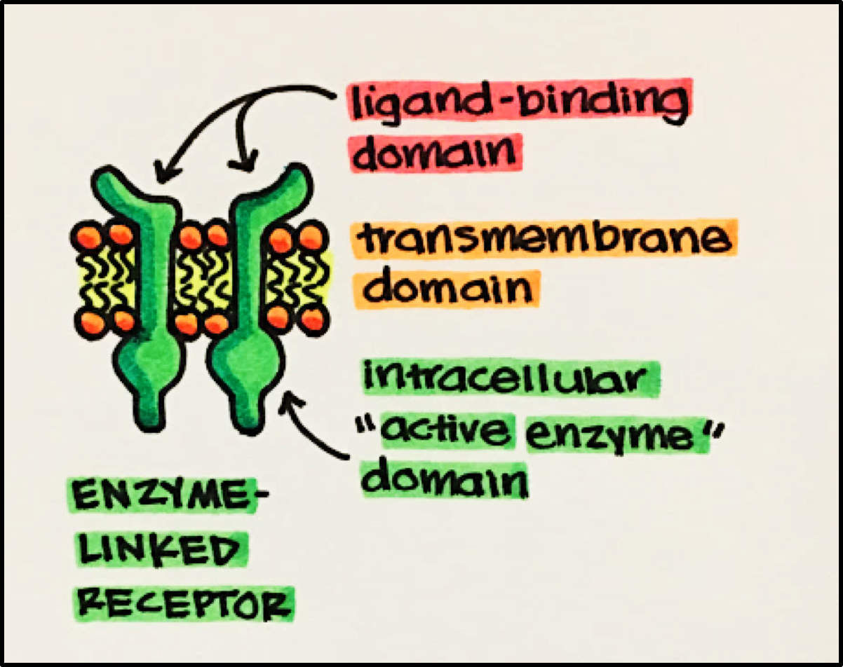 <p>Cell growth</p><p>Division</p><p>Differentiation</p><p>Survival</p><p>Migration</p>